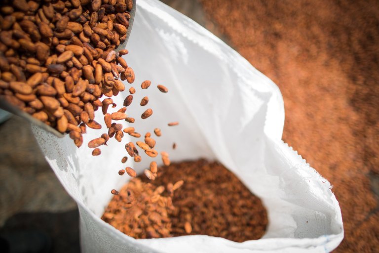 História do cacau na Bahia: do cultivo pioneiro ao destaque mundial