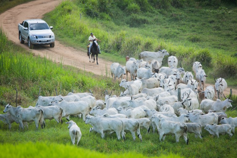 Saiba como emitir a GTA na Bahia para transporte de animais 