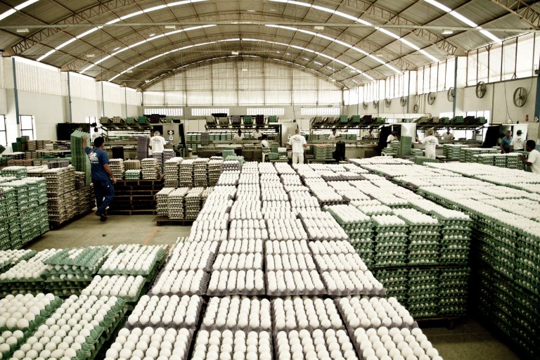 Bahia não é atingida por crise da gripe aviária e setor cresce em 2025 