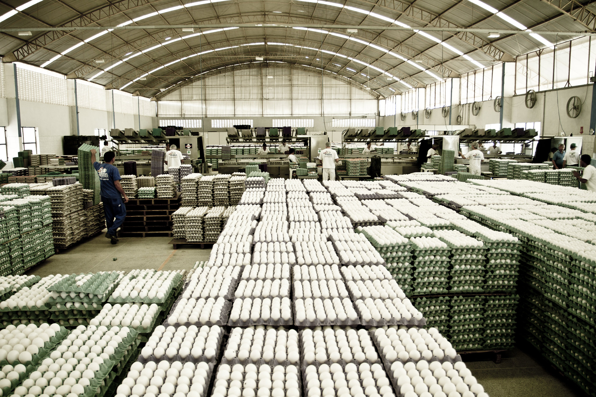 Bahia não é atingida por crise da gripe aviária e setor cresce em 2025 