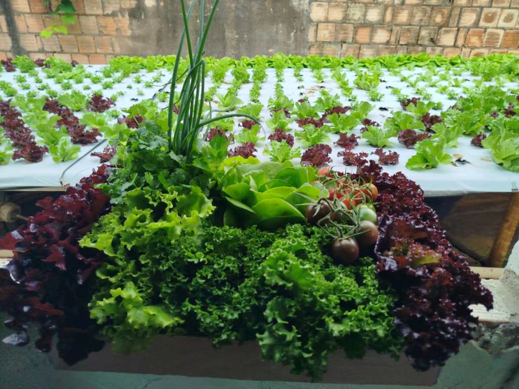 Aquaponia, hidroponia e Aeroponia: o futuro do cultivo sem solo?