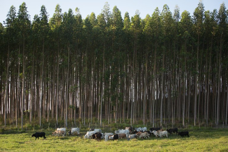 ILPF: entenda como a Integração Lavoura-Pecuária-Floresta transforma o campo