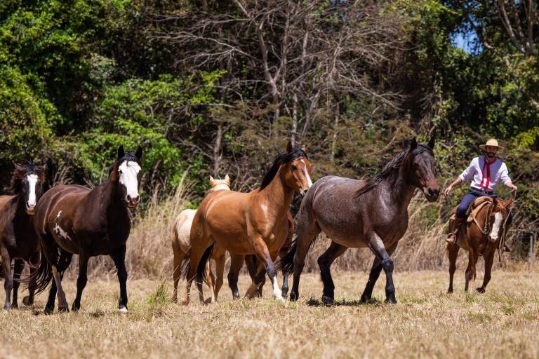 Passaporte Equestre: Entenda o que é e como o documento facilita o transporte de animais
