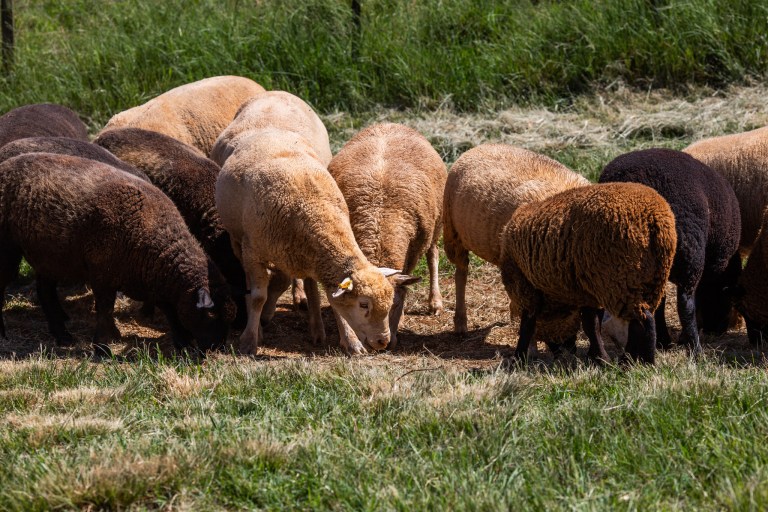 Ataques de cães ameaçam a ovinocaprinocultura e geram prejuízos de R$ 32 milhões