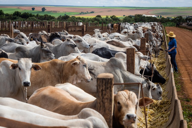 Surto de febre aftosa na China pressiona cota e pode favorecer carne brasileira