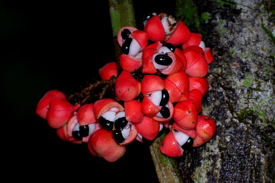 Fotogfrafia de uma planta de guaraná.