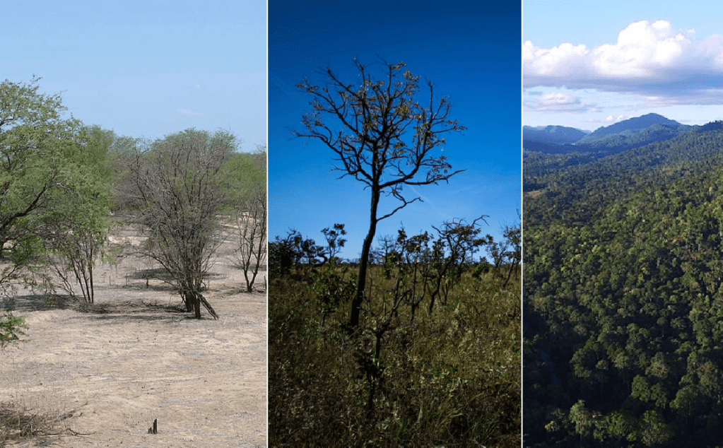 Imagem reunindo fotos dos três principais biomas da Bahia: Caatinga, Cerrado e Mata Atlântica