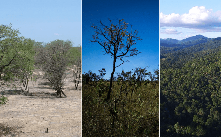 Imagem reunindo fotos dos três principais biomas da Bahia: Caatinga, Cerrado e Mata Atlântica