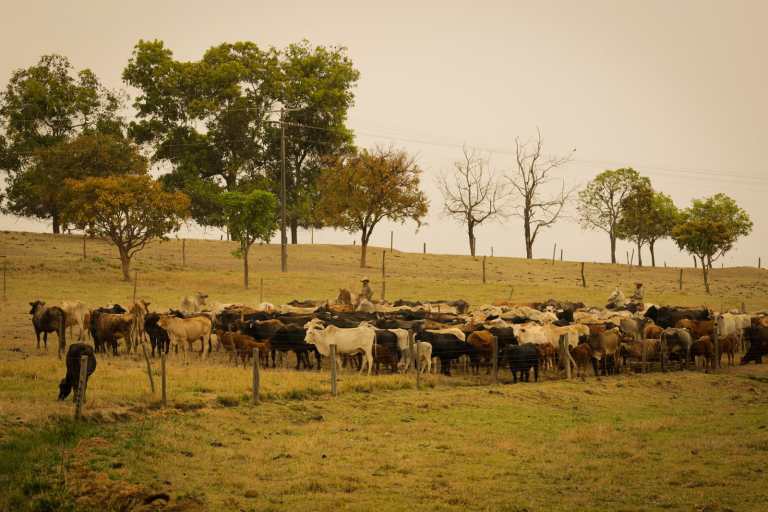 Taxa de lotação: veja como calcular quanto gado por hectare na propriedade
