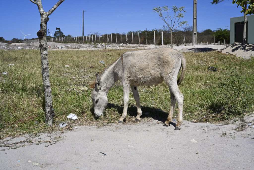 jumento comendo capim