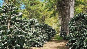 Turismo Rural na Fazenda Divino Espírito Santo - Piatã/BA