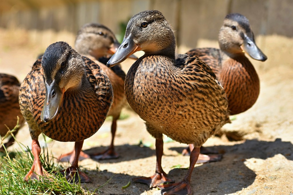 Proibição do foie gras avança na Câmara e divide opiniões no setor agropecuário