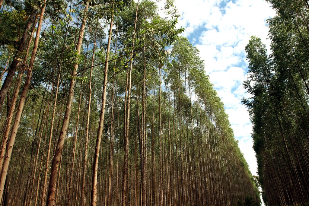 Plantação de eucalipto, principal fonte de celulose no Brasil