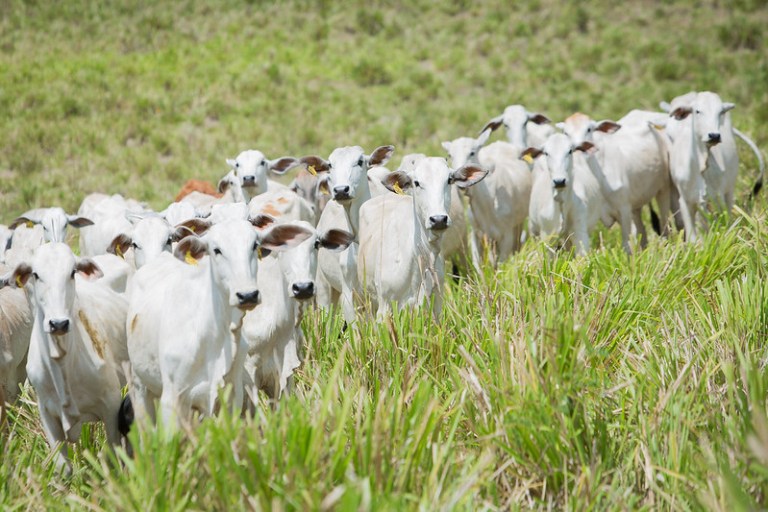Produtores desaprovam proibição geral do uso de antimicrobianos no Brasil