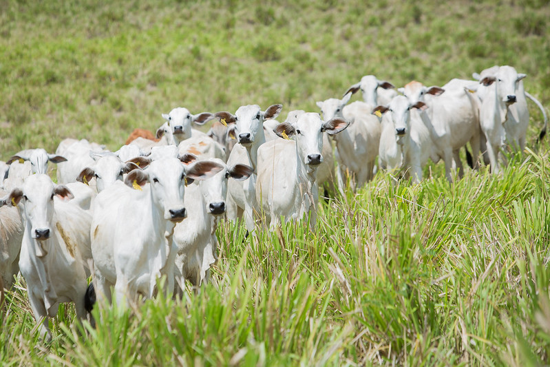 Produtores desaprovam proibição geral do uso de antimicrobianos no Brasil