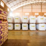 Transgênicos fazem mal? Mitos e verdades sobre sementes OGM no Brasil