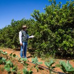 Bahia se destaca na produção orgânica e já é o 3º maior em número de produtores do Brasil