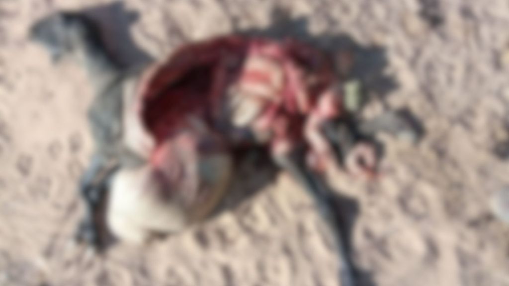 Animal abatido por onça em propriedade rural da região de Boqueirão da Onça