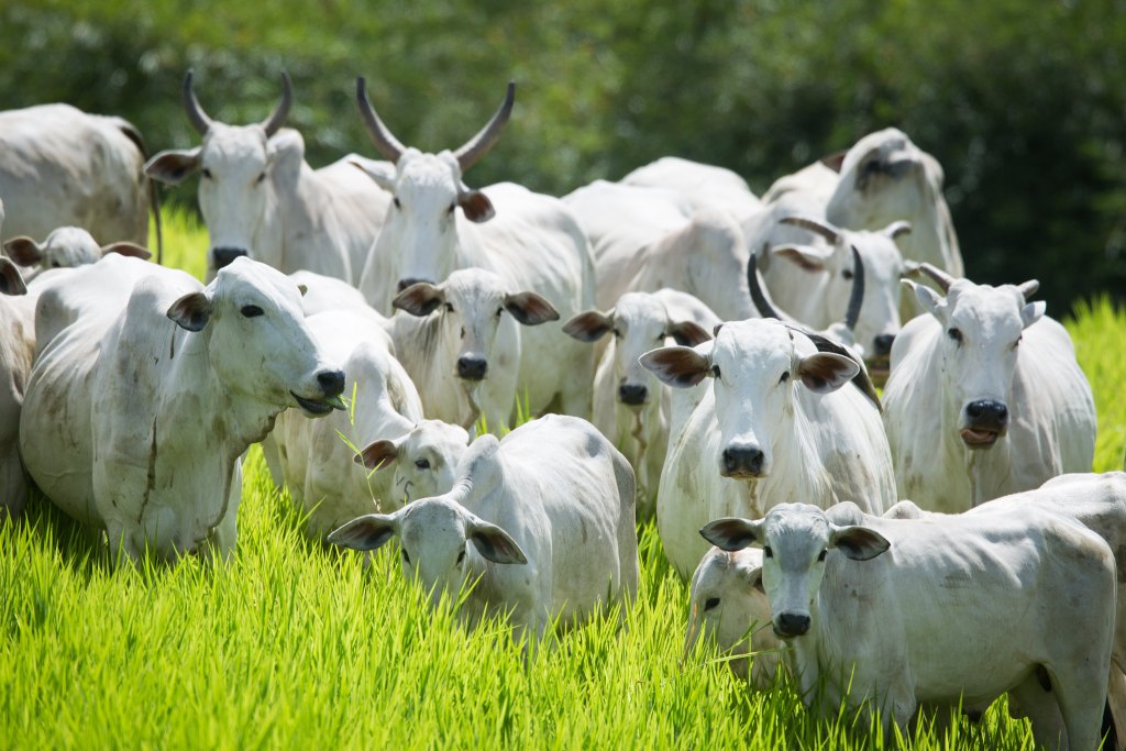 Nelore é a raça mais cultivada no Brasil