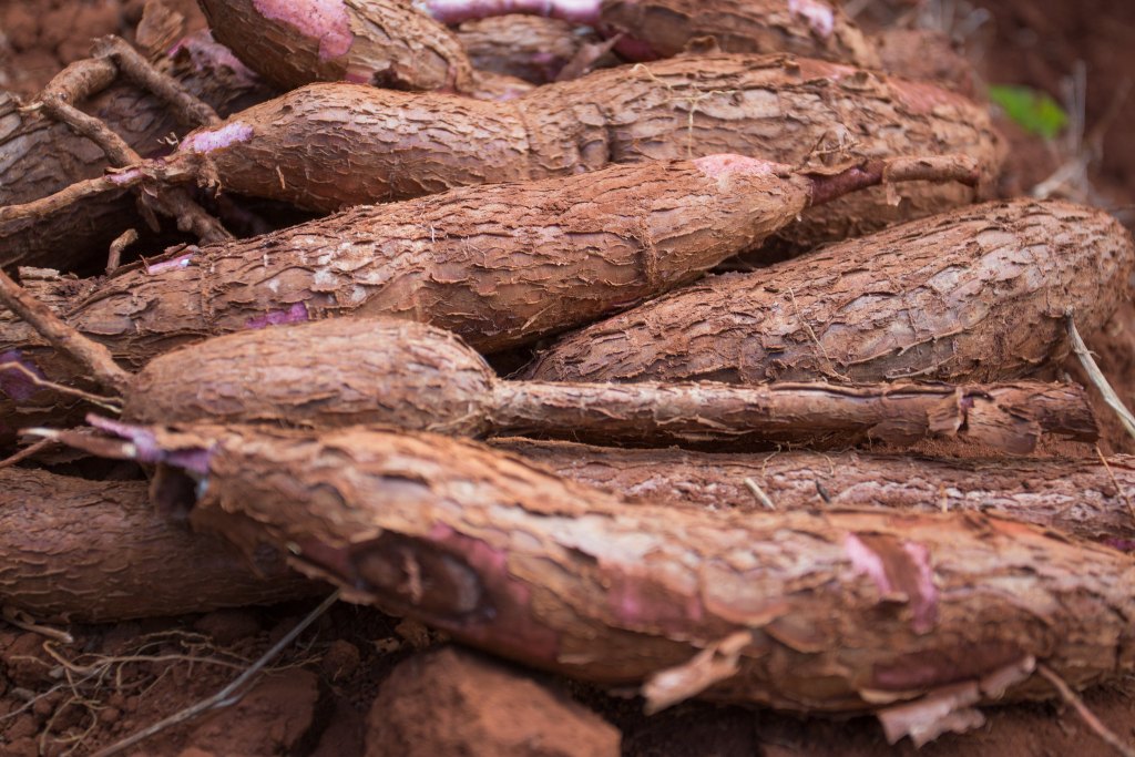 Super El Niño ameaça mandioca da Bahia com riscos fitossanitários