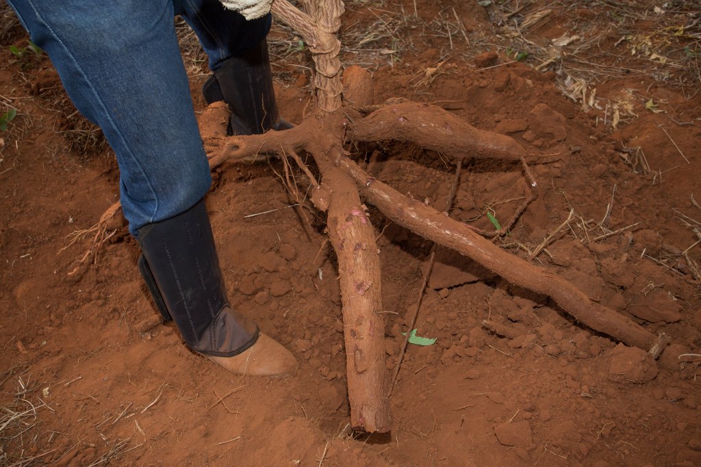 Mandiocultura está ameaçada com Super EL NIño na Bahia