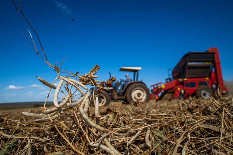 Avanço da colheita de feijão no Cerrado pressiona cotações e produtores devem se preparar para queda nos preços