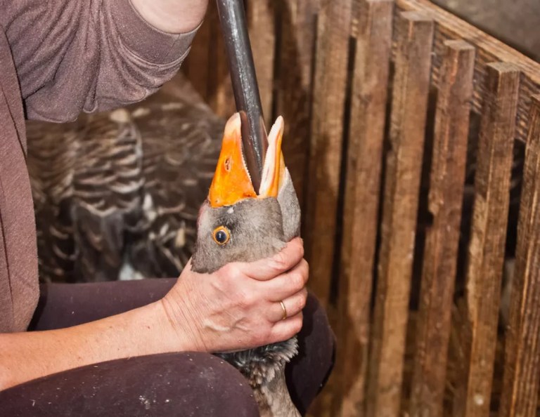 Projeto que proíbe o foie gras no Brasil segue para sanção presidencial
