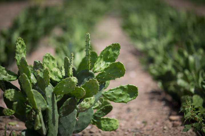 Plantas forrageiras garantem alimentação do rebanho e sustentabilidade no semiárido