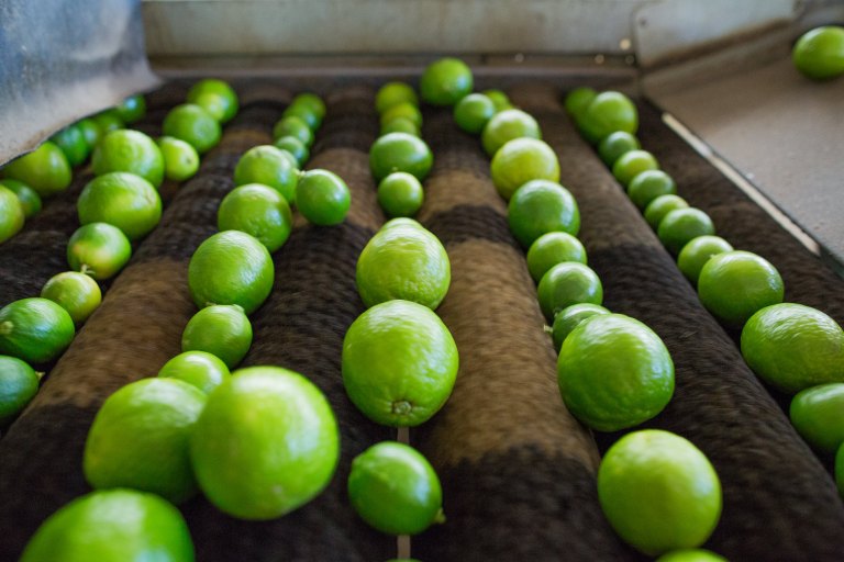 Cuba abre mercado para limão-taiti brasileiro e fruticultura da Bahia pode aproveitar