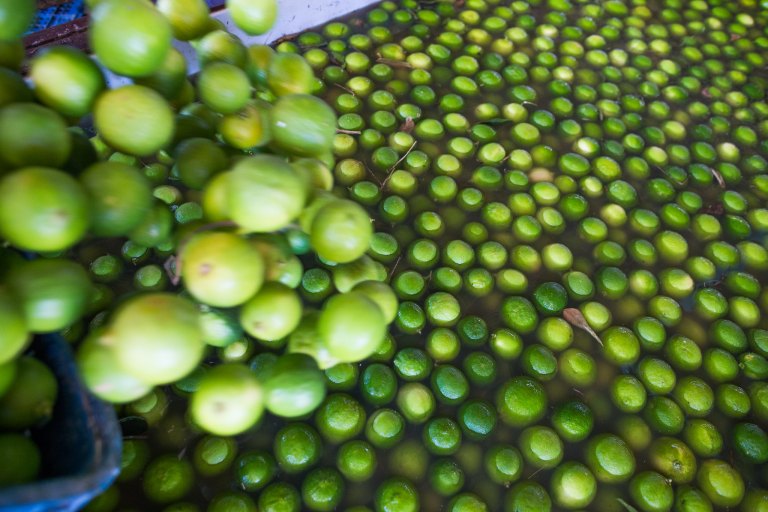 Crise da laranja: baianos passam de preço recorde em 2024 à distribuição gratuita da fruta em 2026