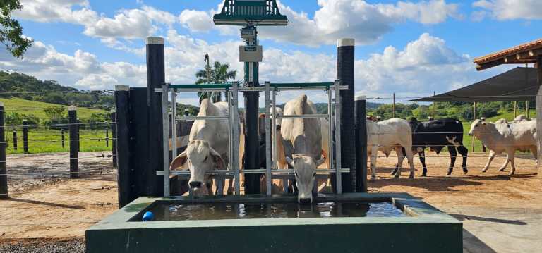 Melhoramento genético transforma a pecuária bovina e impulsiona produtores na Bahia