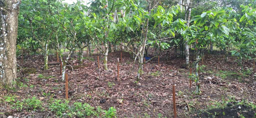 Projeto renova áreas de cacau cabruca para aumentar produtividade de famílias baianas