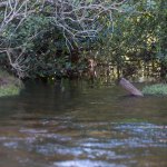 12 rios do Oeste da Bahia têm níveis abaixo do esperado