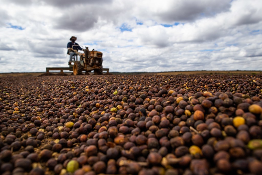 Cafeicultura será gravemente atingida pelos impactos do Super El Niño