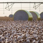 Setor do algodão chama a atenção para os desafios da cotonicultura nos próximos quatro anos