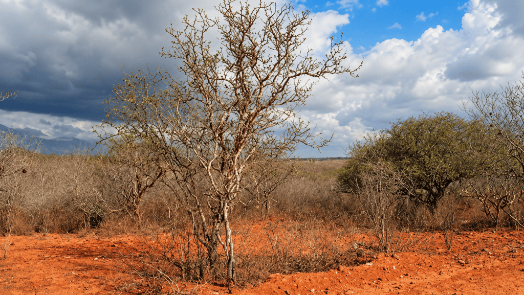 Extinção de floresta nacional pode liberar crédito para produtores no Oeste da Bahia