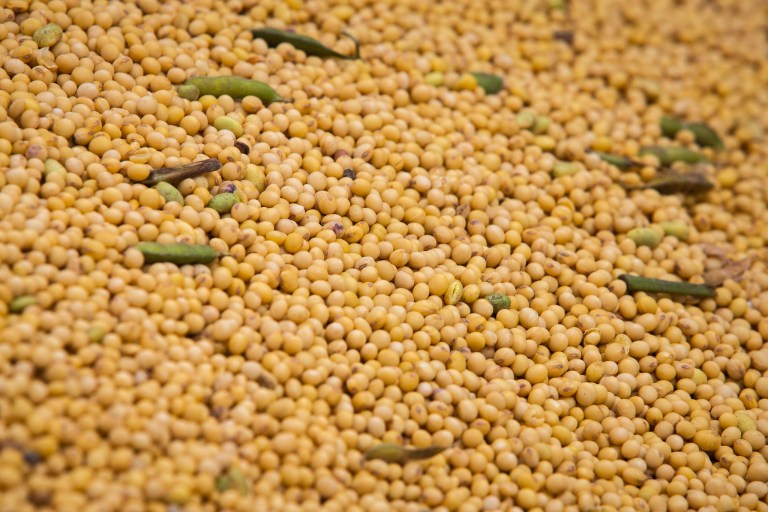 Cerrado baiano projeta nova safra recorde mesmo com El Niño no radar